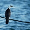 Kormoran cernobily - Microcarbo melanoleucos - Little Pied Cormorant o3764